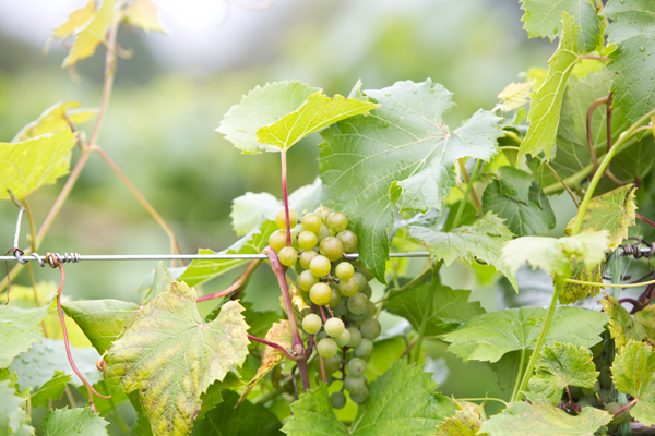 la crescent grapes at Northern Sun Winery