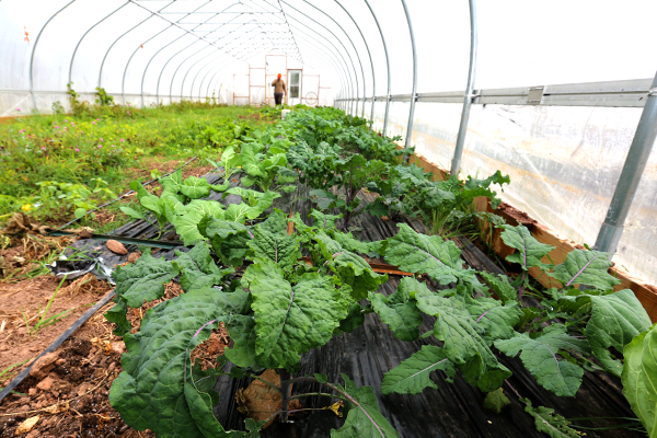 hoop house, Wintergreen Farm