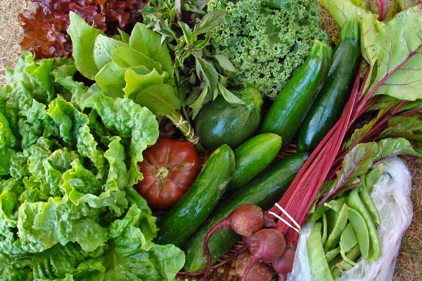 Fresh produce at Wintergreen Farm