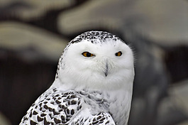 Snowy owls are subject to changing habitats.
