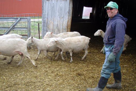 Eric Wallis and newly shorn sheep.