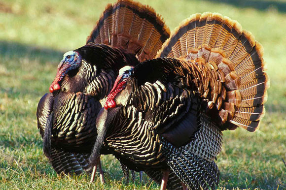 Male wild turkeys.