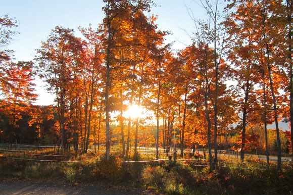 Michigan is covered in maple trees, yet few are used in syrup production.