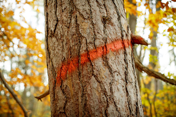 A red pine marked for cutting.