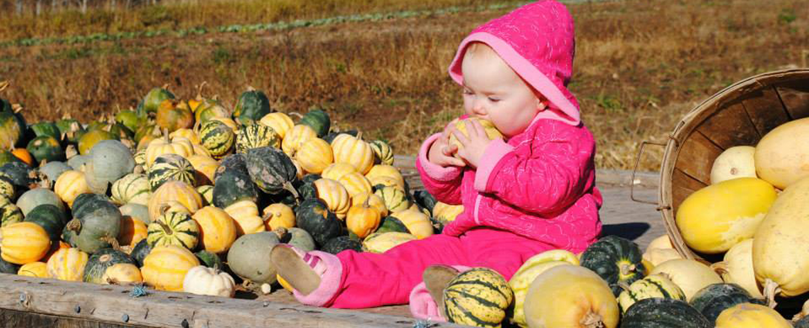 In the fall, Mark and Deanna Jones keep a large supply of pumpkins.