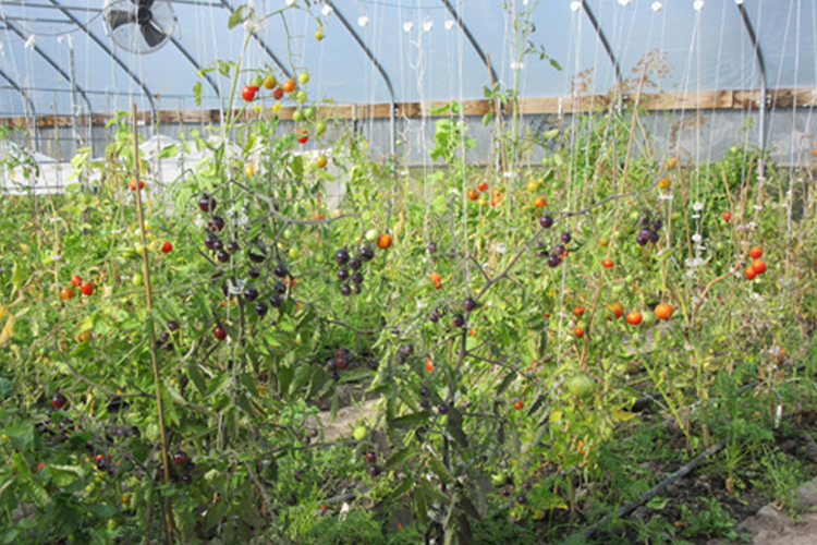Tomato plants in Sky Country's hoop house.