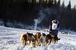 sled-dogst