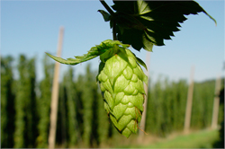 hopst