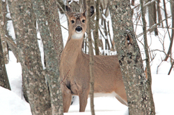 deerthmb