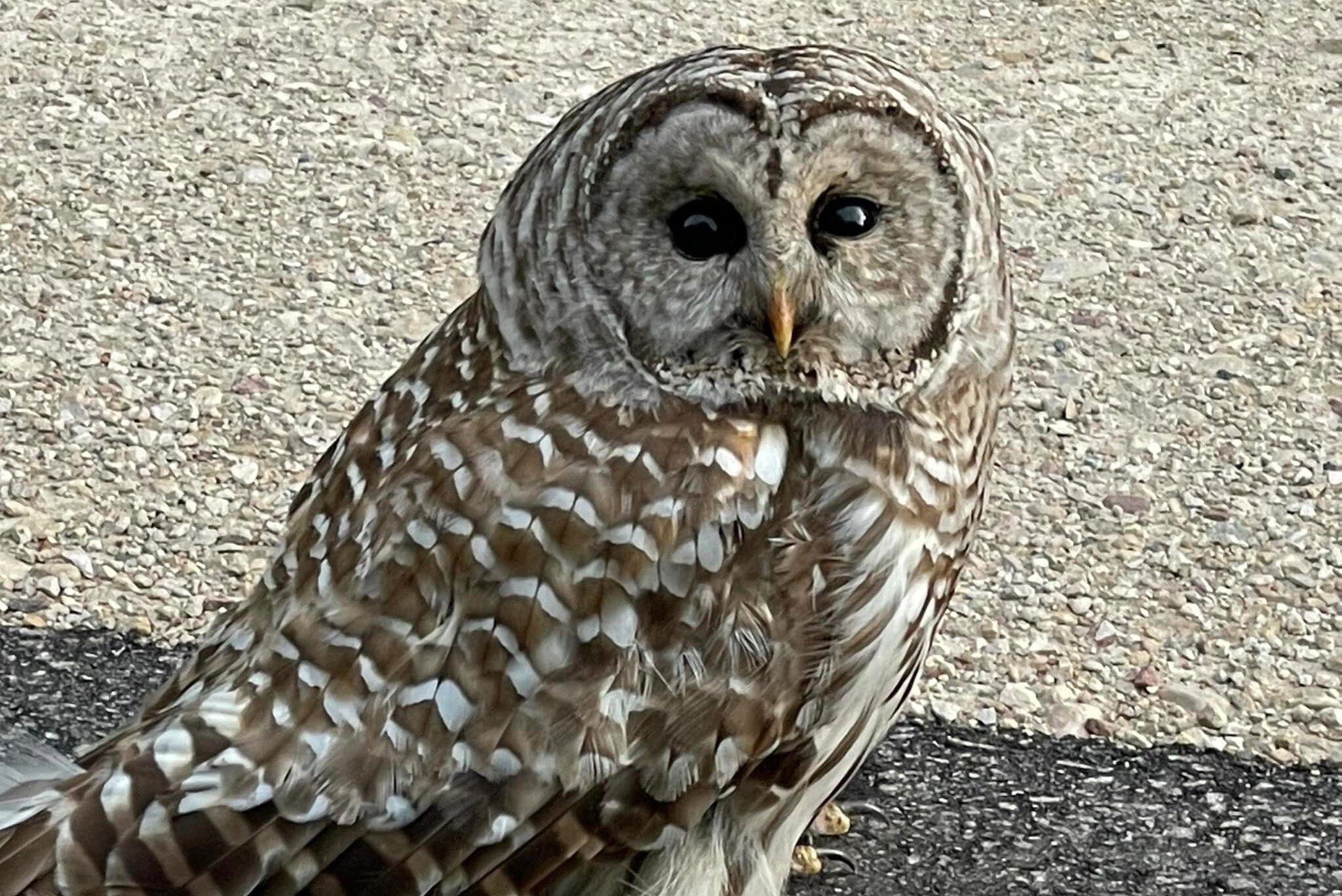 A barred owl, rescued after being hit by a car.