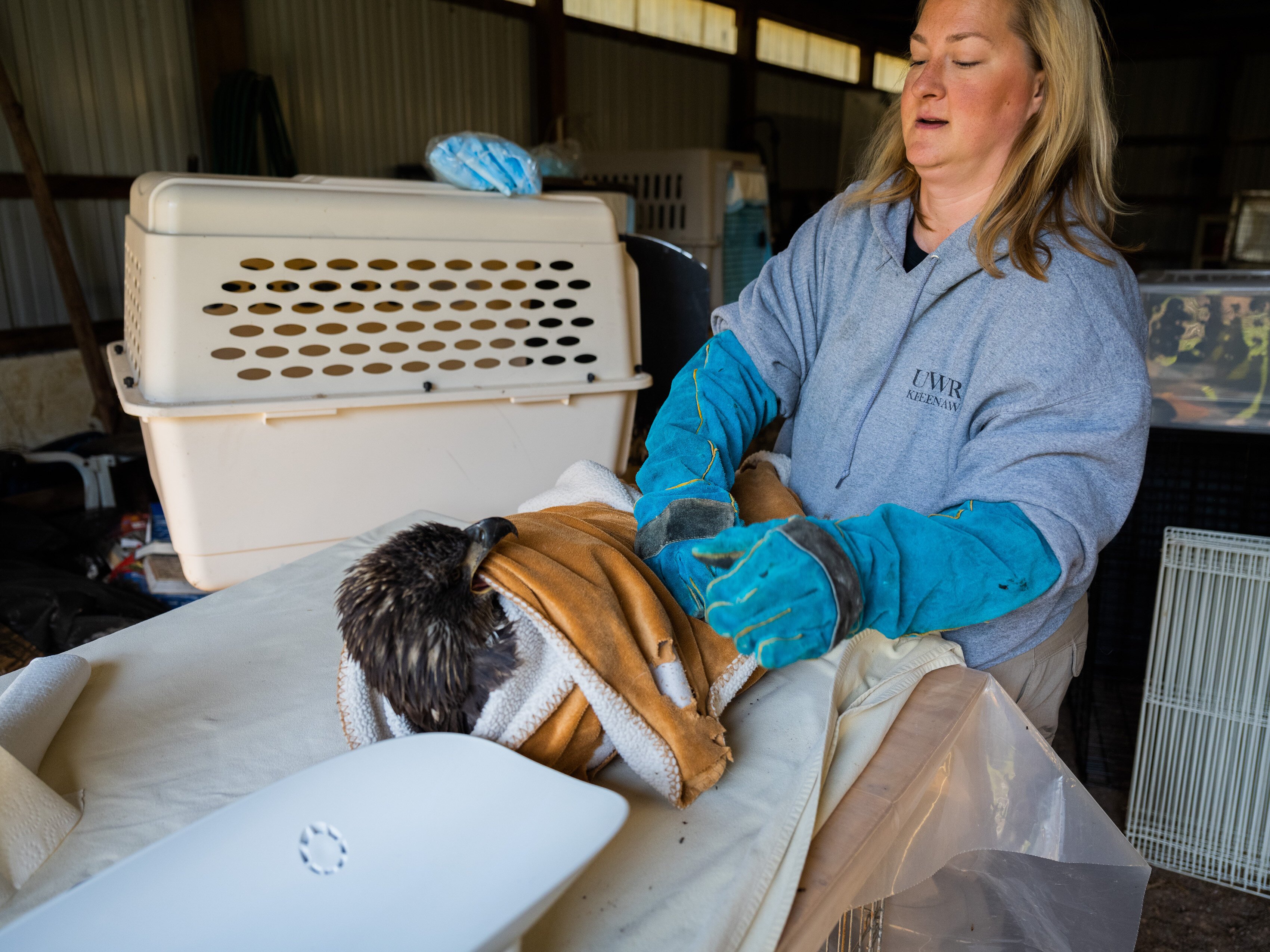 Beth Maata calmly works with a rescued eagle. These birds of prey remain calm as long as "you're calm," she says.