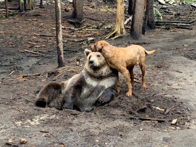 garlynanimals