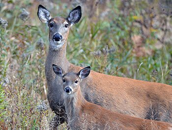 Deer inhabit a rehabilitated area thanks to DNR habitat grants.