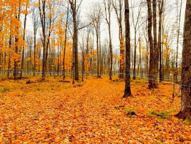 maplefallscene