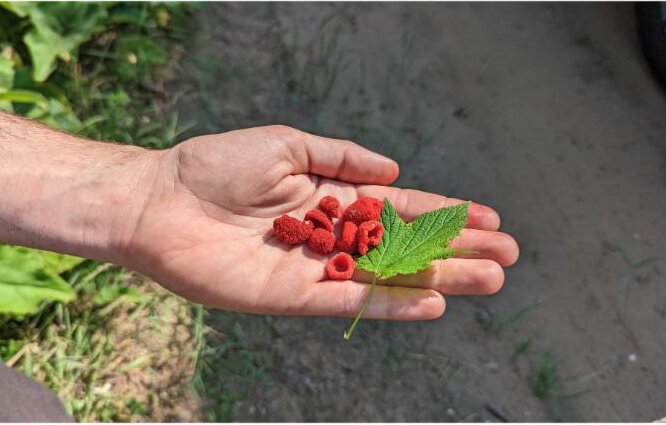 thimbleberries