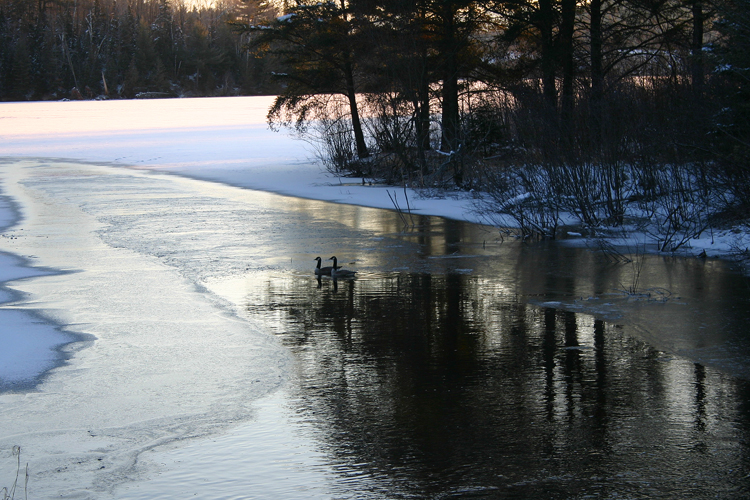 Canadian Geese enjoy some open water on Deer Lake. 
