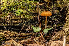 A wild mushroom on the North Country Trail. Photo: Chuck Marshall